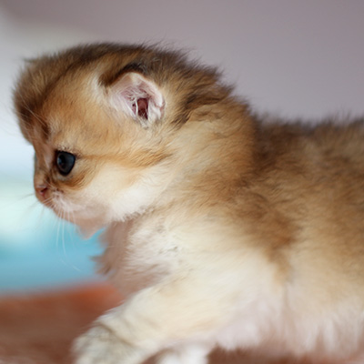 Kenai