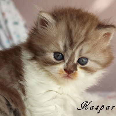 Sweet Revolutions Kaspar