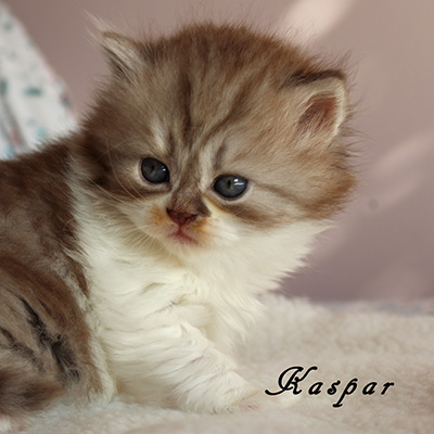 Sweet Revolutions Kaspar