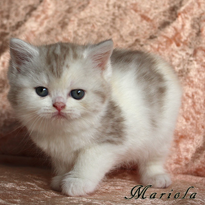 Sweet Revolutions Mariola