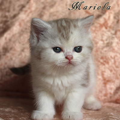 Sweet Revolutions Mariola