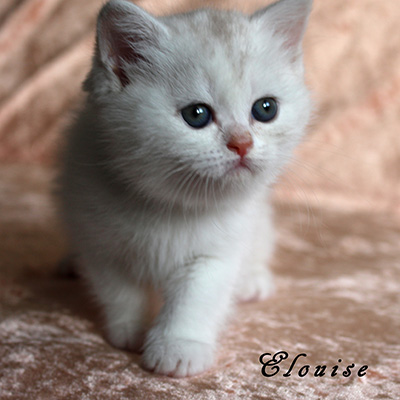 Sweet Revolutions Elouise