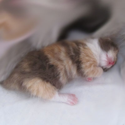 Sweet-Revolutions Suri