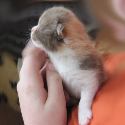 Sweet-Revolutions Suri