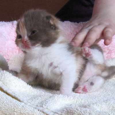 Sweet-Revolutions Suri