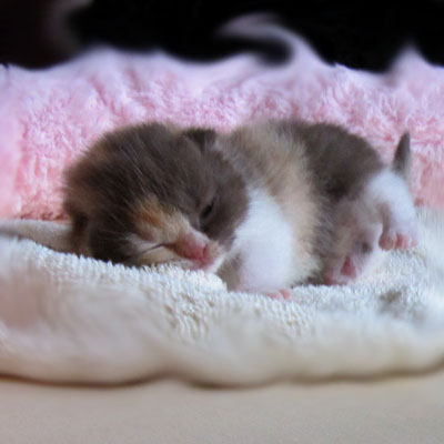 Sweet-Revolutions Suri