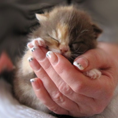 Sweet-Revolutions Suri