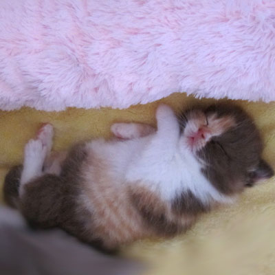 Sweet-Revolutions Suri