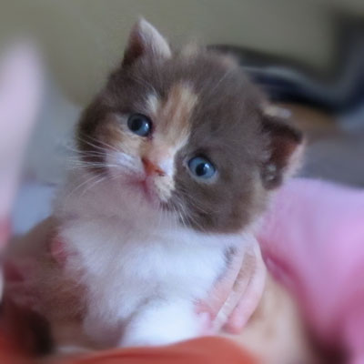 Sweet-Revolutions Suri