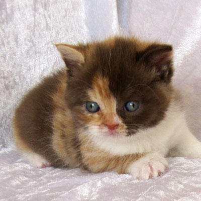 Sweet-Revolutions Suri