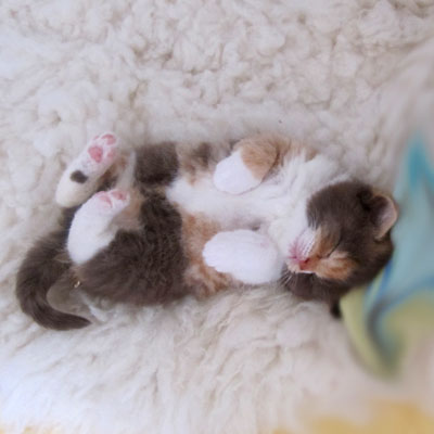 Sweet-Revolutions Suri