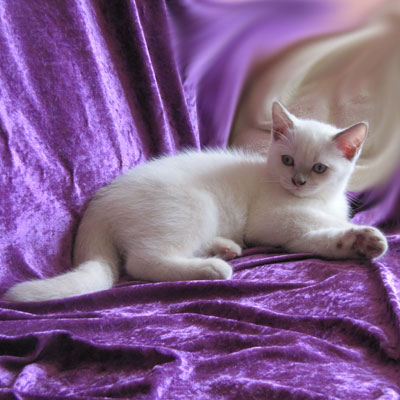 Sweet Revolutions Cashmere