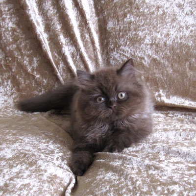 Sweet Revolutions MAC Flurry