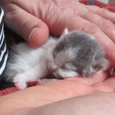 Sweet Revolutions  Pnktchen