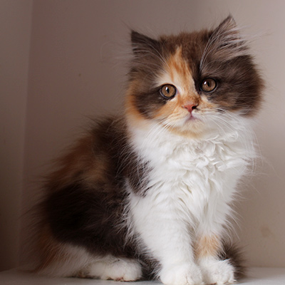 Sweet Revolutions Evangeline