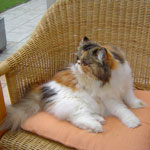 Show Cats Nikita