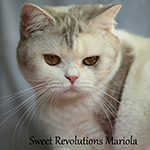 Sweet Revolutions Mariola