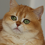 Henriette of white Tower