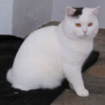 World Champ. Elliot v.d. Muggels