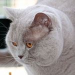 Pantoufle`s Anastas Petrosilius Zwackelmann 