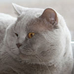 Ch. Pantoufle`s Anastas Petrosilius Zwackelmann