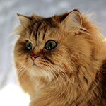 Crystals Fantasy Leopold