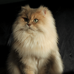 Sweet Revlutions Mexx